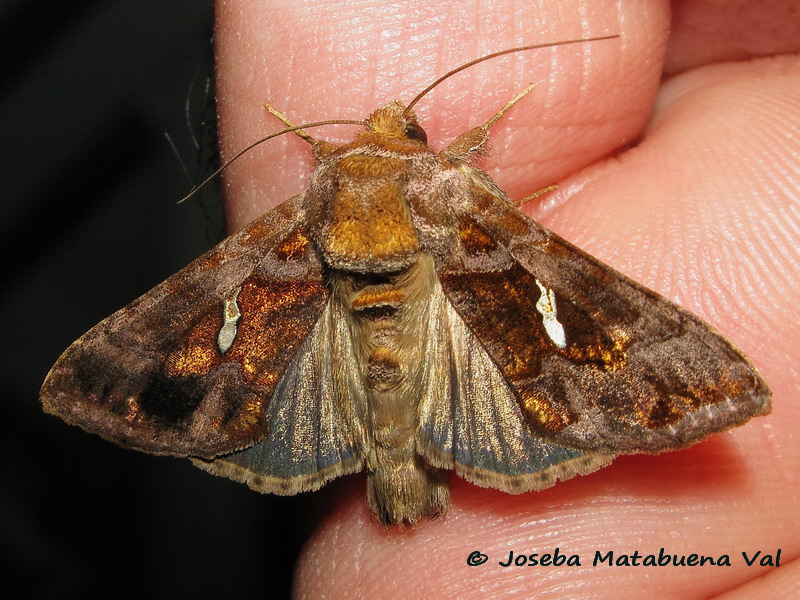 Chrysodeixis chalcites - Noctuidae